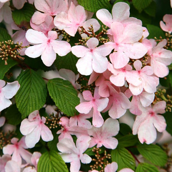 KALINA JAPONSKÁ ´PINK BEAUTY´ ko 3L