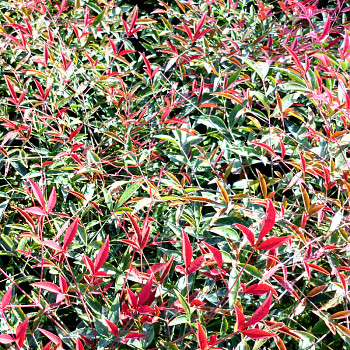 NANDINA DOMACÍ ´FLIRT´ kont. 2L