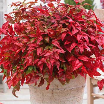NANDINA DOMACÍ ´BLUSH PINK´® kont. 2L