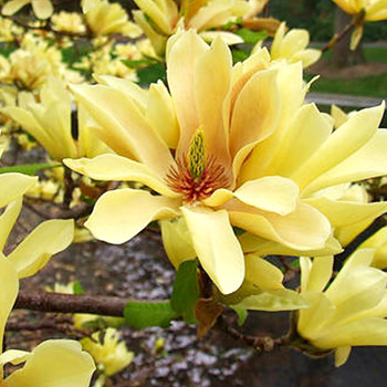 MAGNÓLIE ´BUTTERFLIES´ kont. 3L