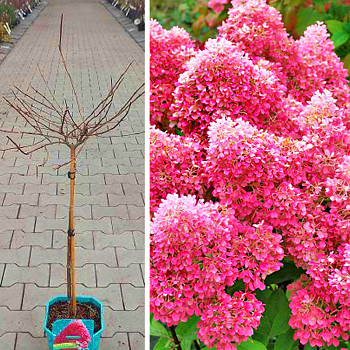 HORTENZIE LATNATÁ ´PETITE FLORI´® kmínek 60cm kont. 4,5L