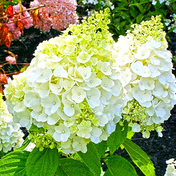 HORTENZIE LATNATÁ ´MAGICAL MONT BLANC´ kont. 7,5L