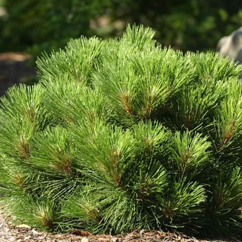 BOROVICE SMOLNÁ ´NANA´ ko 5L 