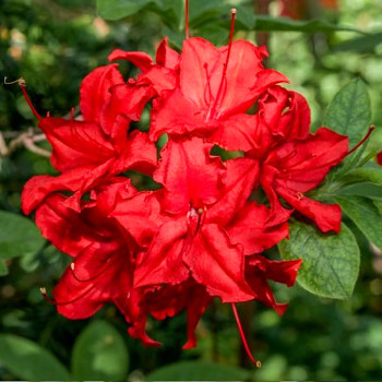 AZALKA XXL ´HOTSPUR RED´ ko 4L