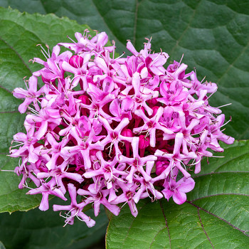 BLAHOKEŘ BUNGEŮV (Clerodendrum bungei) kont. 3L