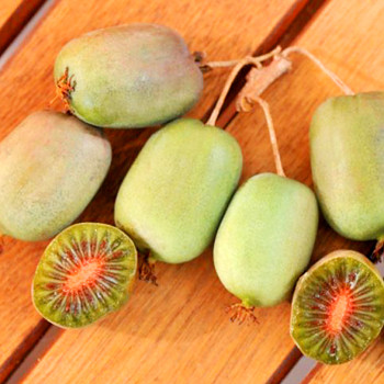 KIWI ´LUCY´ Samice kont. 1,6L