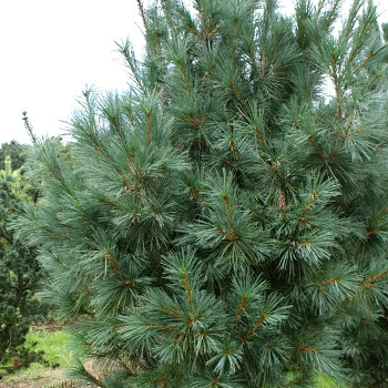 BOROVICE VEJMUTOVKA ´DENSA´ ko 5L