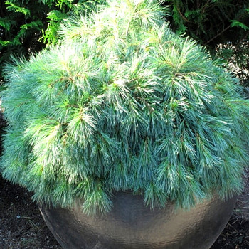 BOROVICE VEJMUTOVKA ´BLUE SHAG´ kont. 7,5L