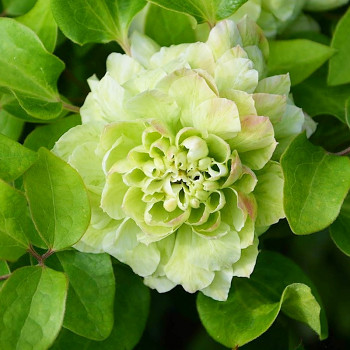 PLAMÉNEK VELKOKVĚTÝ ´KOHANA´ kont. 1,6L