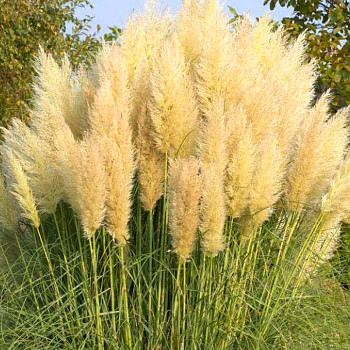 PAMPOVÁ TRÁVA ´PUMILA´ kont. 2L