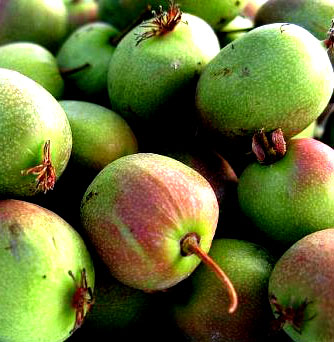 KIWI ´GENEWA´ - SAMICE ko. 2l