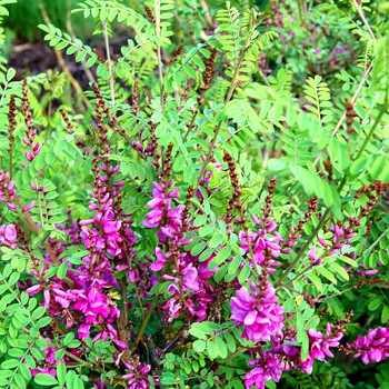 MODŘIL - INDIGOFERA HOWELLII ko 3L