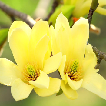 MAGNÓLIE ´YELLOW JOY´ kont. 5L