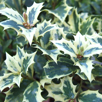 VONOKVĚTKA RŮZNOLISTÁ ´VARIEGATUS´ kont. 3L