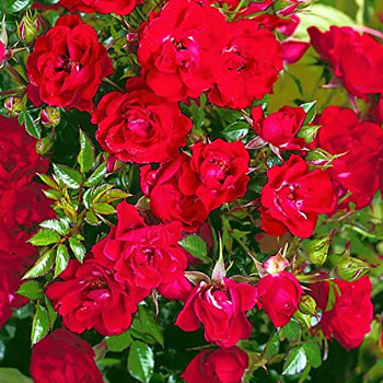 RŮŽE PŮDOPOKRYVNÁ ´LIMESROSE SAALBURG®´ ko 1,4L