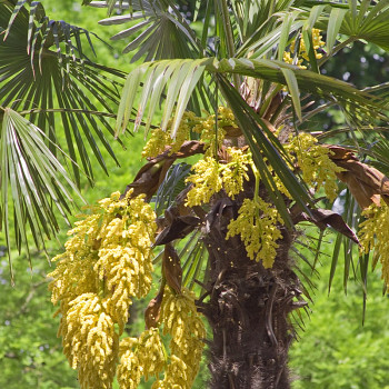 TRACHYKARPUS ŽÍNĚNÝ (Palma konopná)  kont. 5L