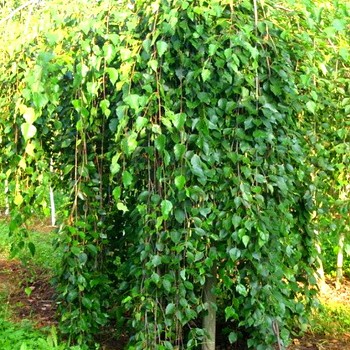BŘÍZA BĚLOKORÁ - PŘEVISLÁ ´YOUNGII´ kmínek 120cm kont. 7,5L
