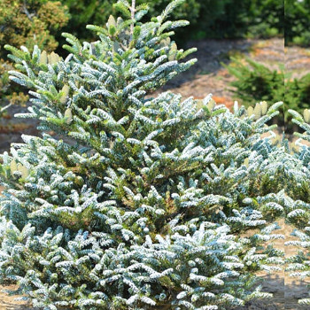 KOREJSKÁ JEDLE ´SILBERLOCKE´ kont. 5L