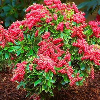 PIERIS ´VALLEY VALENTINE´( Pieris japonica ´Valley Valentine)