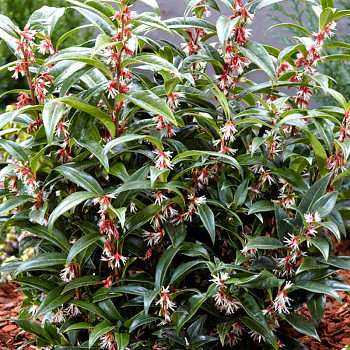 MASOPLODKA NÍZKÁ ´WINTER GEM´ kont. 2,5L